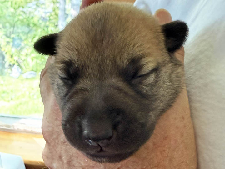 chinook puppy